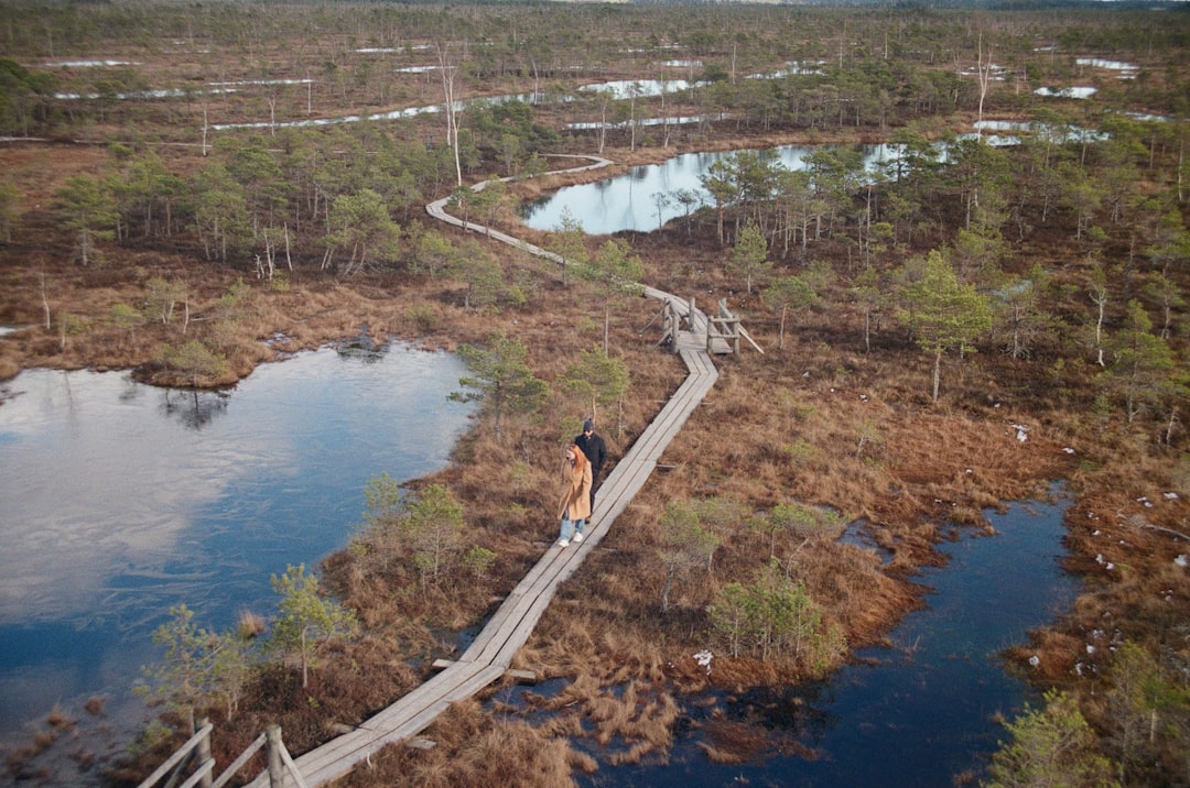 Person walks along a wooden boardwalk over a swamp.